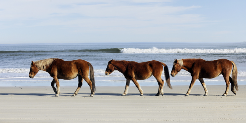 Three banker horses walking on the beach.