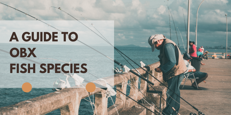 A Guide to OBX Fish Species