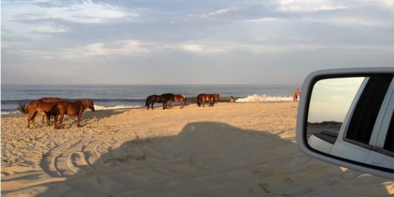 Wild horses in background of beach near sunset.