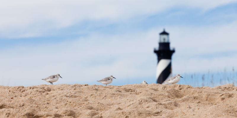 birdwatching on the Outer Banks