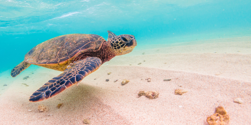 Outer Banks Sea Turtles