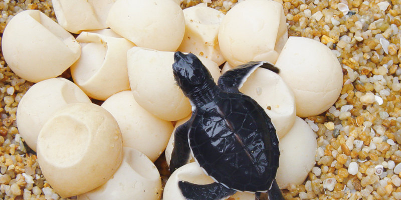 How You Can Help Sea Turtles on the Outer Banks