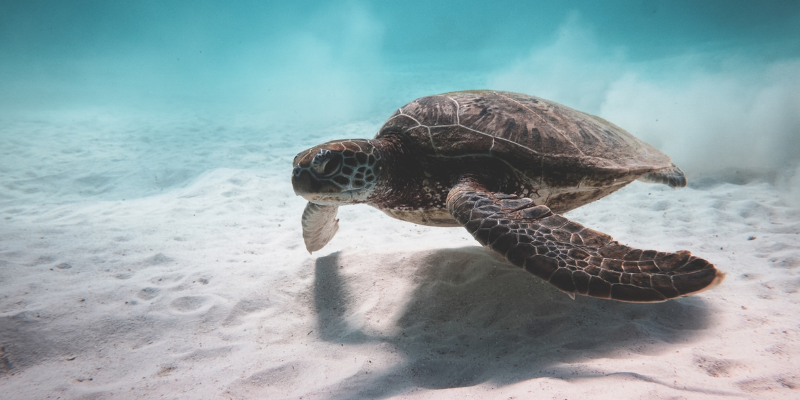 Types of Outer Banks Sea Turtles