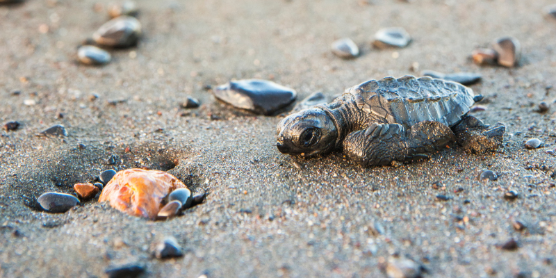 Hatchling Season on the Outer Banks