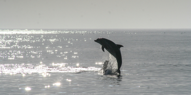 Dolphin Sunset