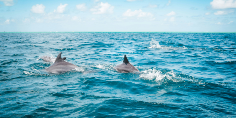 Dolphins in the Open Ocean