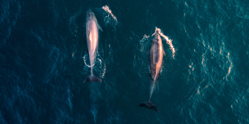 Dolphin Aerial