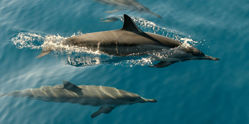 Outer Banks Dolphin Tours