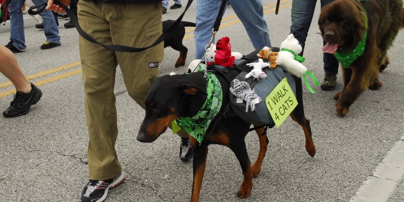 St. Patrick's Day Parade SPCA