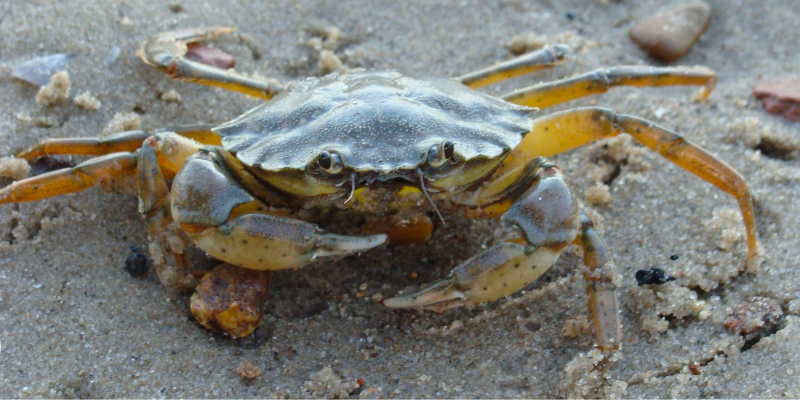 Crab on the sand.