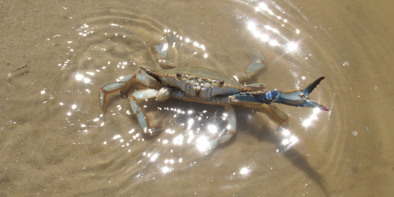 Close-up of brown crab in shallow water.