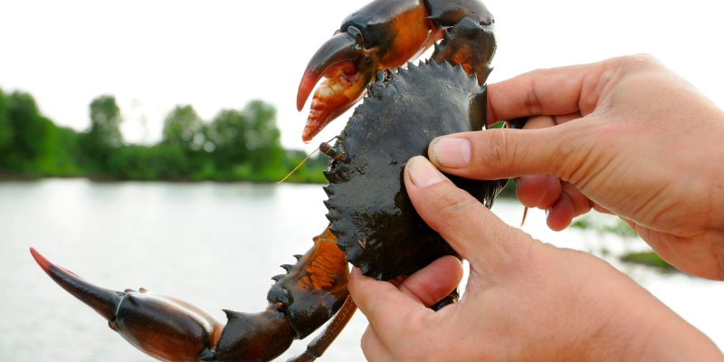Person holding up red and black crab against a forested background.