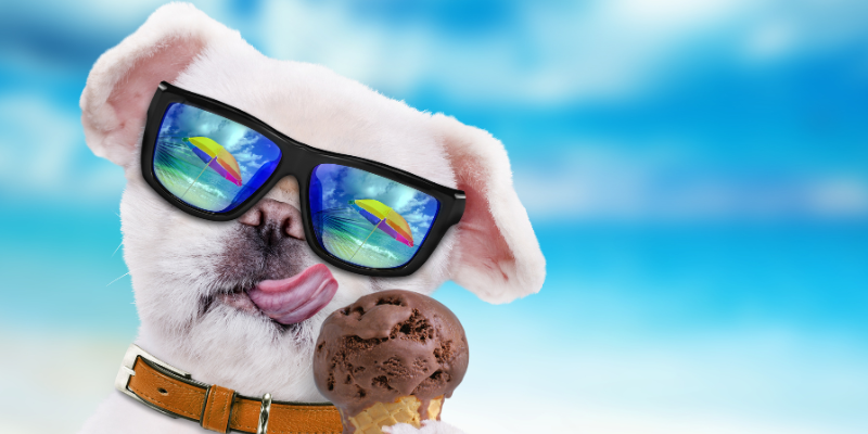 Dog in sunglasses eating ice cream on the beach.