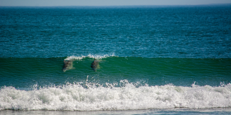 Dolphins in the Surf