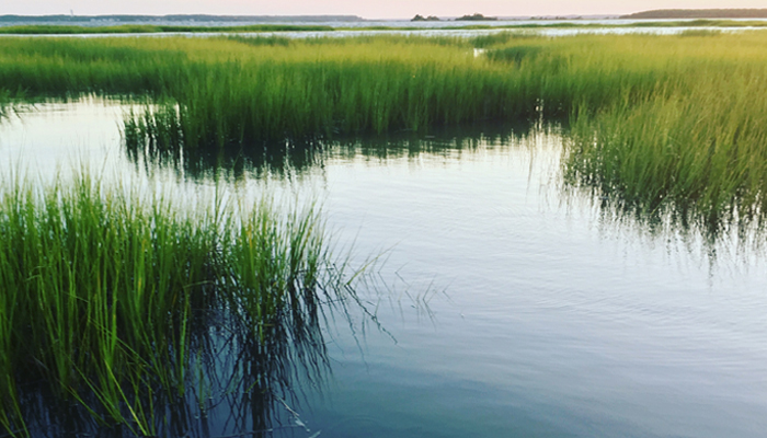 OBX Maritime Forests | Outer Banks Travel Blog