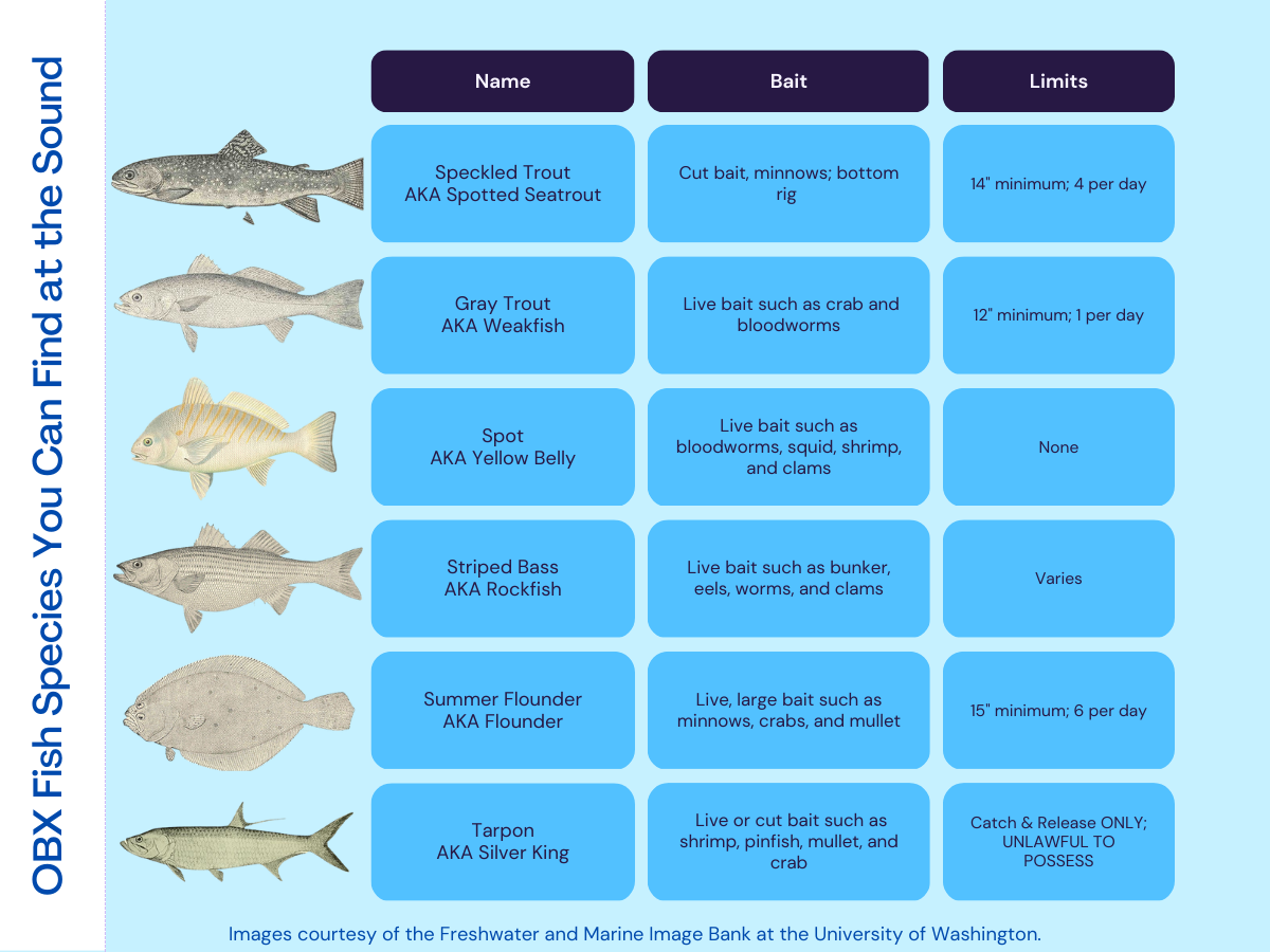 outer banks fish identification chart