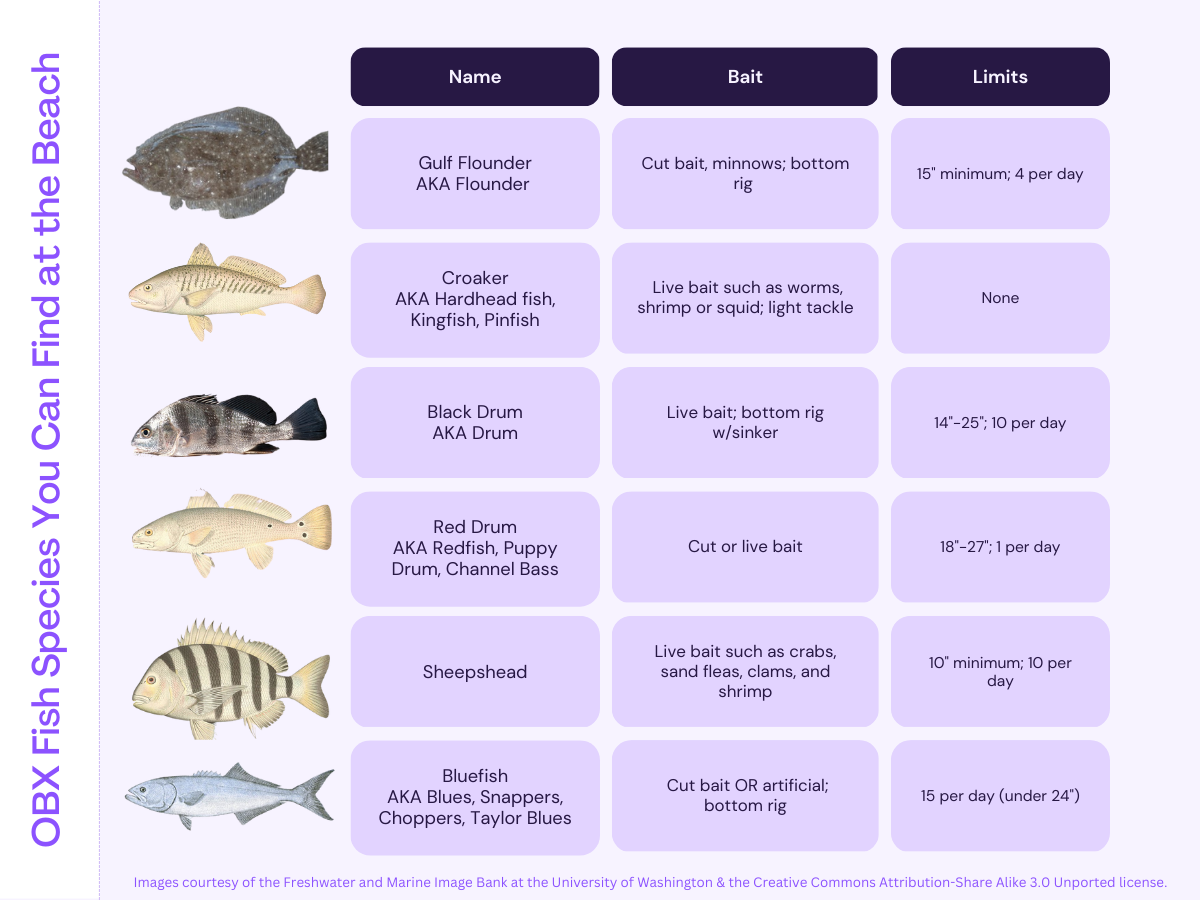 outer banks fish identification chart